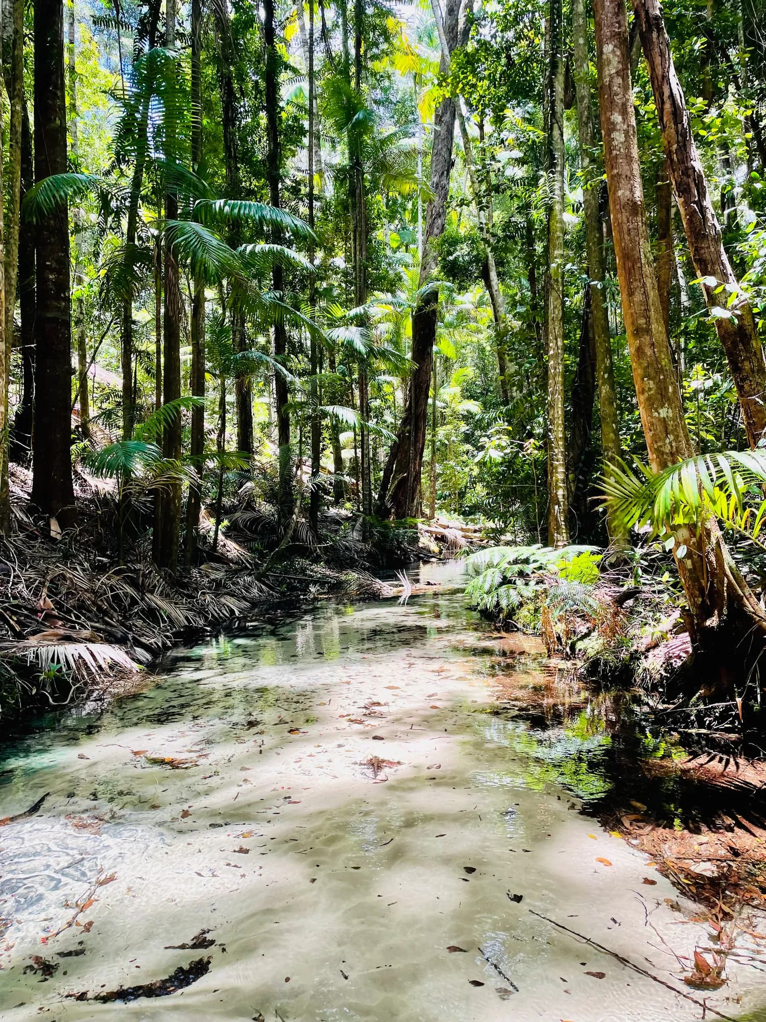 A clear sandy creek winding through tall palm rainforest on the island